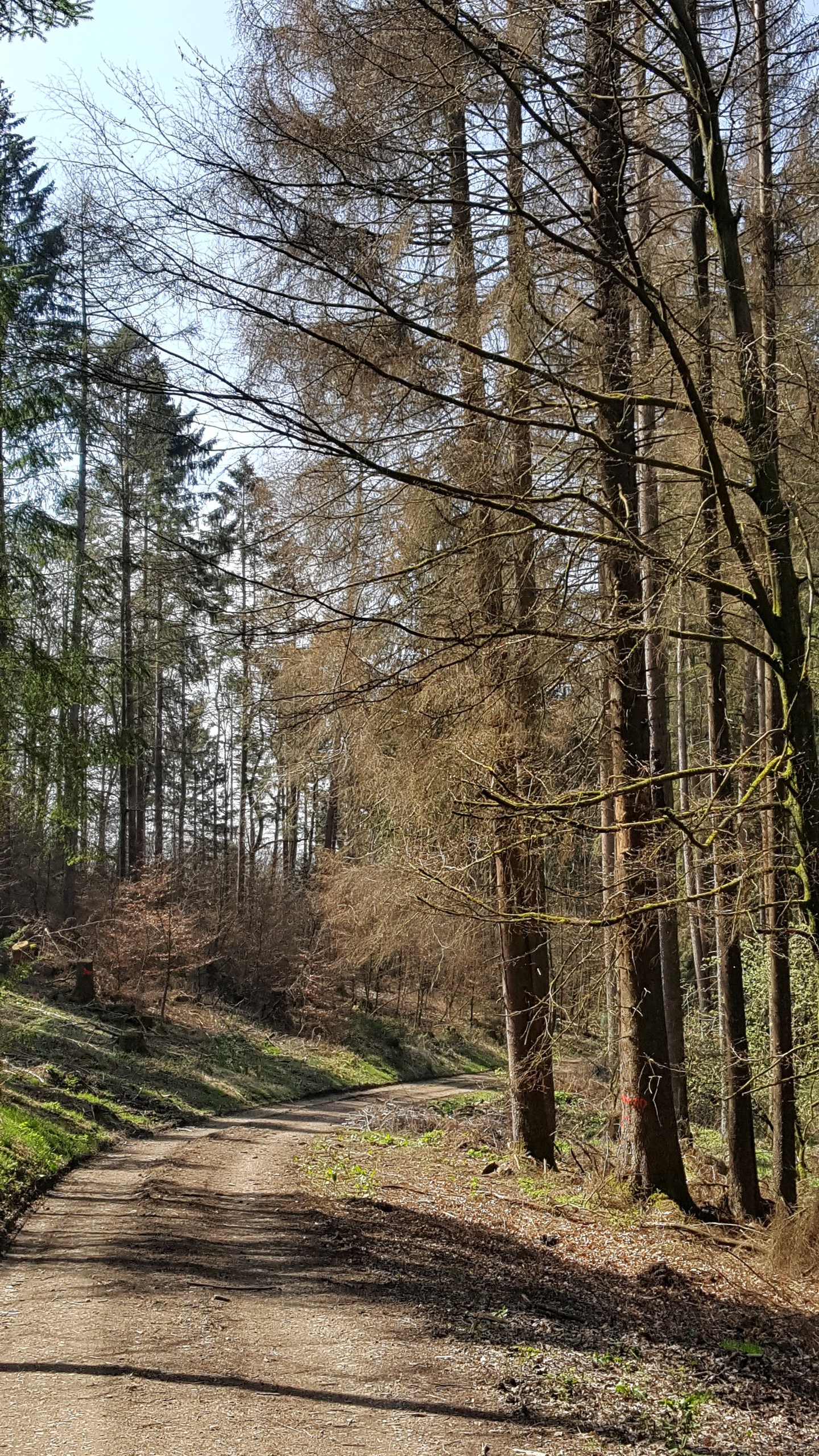 BorkenkäferplageBild6